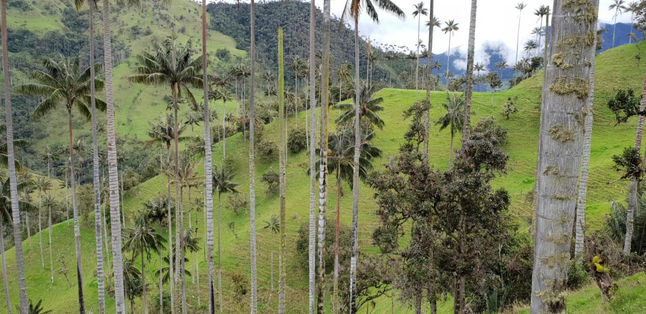 Posada Martha Tolima Salento Dış mekan fotoğraf