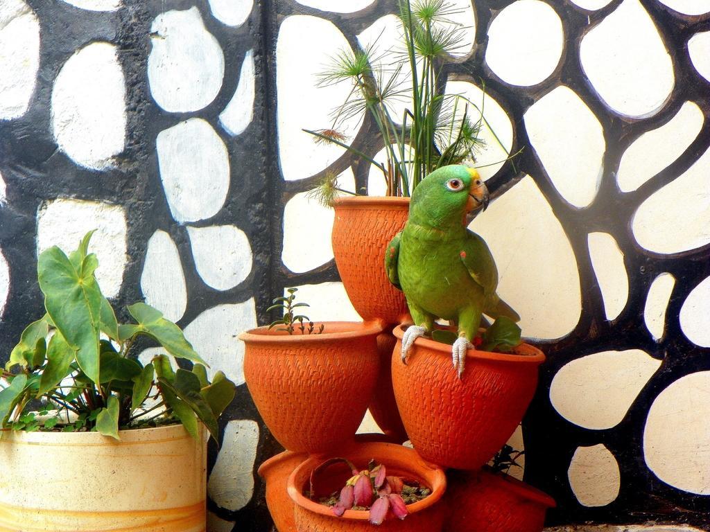 Posada Martha Tolima Salento Oda fotoğraf